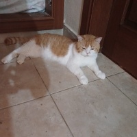Goldie oğ..