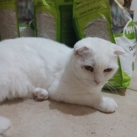 Pamuk kız..