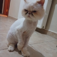 Snow oğlu..