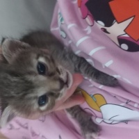 Oyuncu Yu..