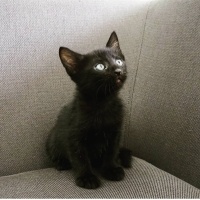 Kedi sahi..
