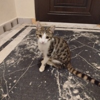 Çok oyunc..