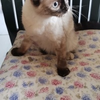 Suzan kız..