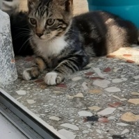 Sakız oğl..