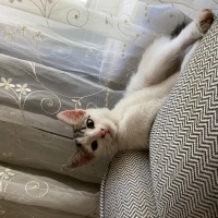 Pamuk güv..