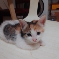 Şirinmi Ş..
