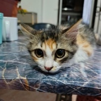 Calico Ci..