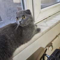 Çok acil..