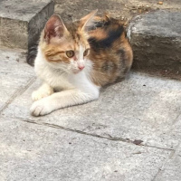Calico di..