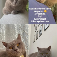 Leyla’ya..