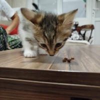 Minicik a..