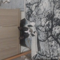 Kendi ked..