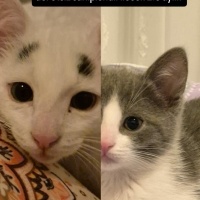 minik yav..