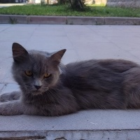 Kaçmış ya..