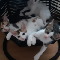 3 kardeş...