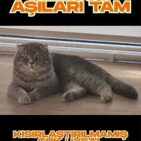 AŞILI,ÇİP..