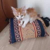 Evsiz sok..