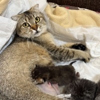 Güzel Kız..