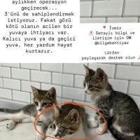 Sokaktan..