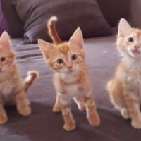 Sarı bebe..