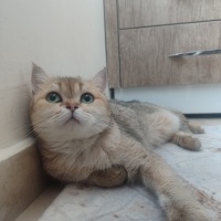 Minnoşa k..