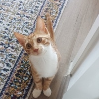 Efe kedi..