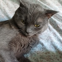 Acil kedi..