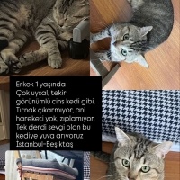 Tekir gör..