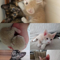 Sarı kedi..