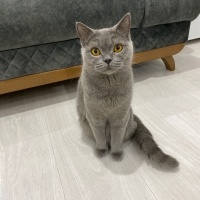 Sahıplend..