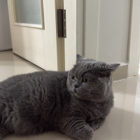 Mia dişi..