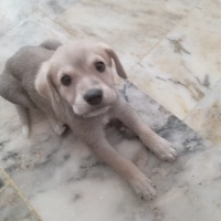 Çok acil..