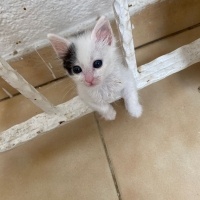 Evimizi a..