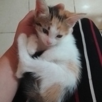 Şirin,oyu..