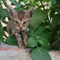 1.5 aylık..
