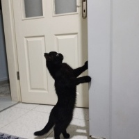 Neşe kayn..