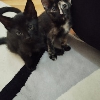 anne siya..