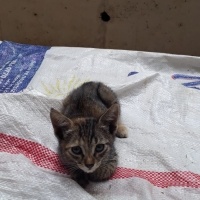 Çok tatlı..