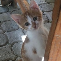 Minyon Ki..