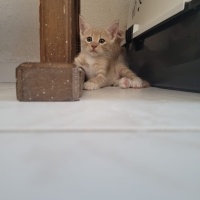 2 AYLIK Ş..