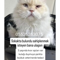 Cins kedi..