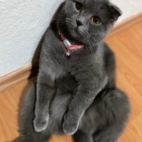 Maya yeni..
