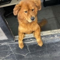 Çin Aslan..