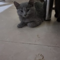 Çok acil..