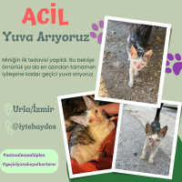 GEÇİCİ/ÖM..