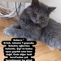 Arçii kal..