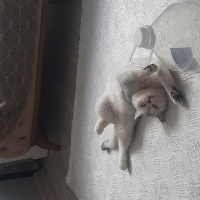 Tuvaletin..