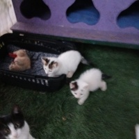 2 adet ya..