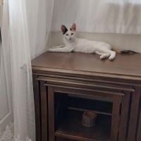 3 aylık d..