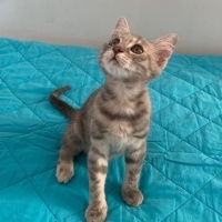 SiZi kuca..